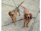 Adopt Koda & Kylo a Red/Golden/Orange/Chestnut Basset Hound / Mixed dog in Dale