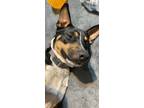 Adopt Maui a Tricolor (Tan/Brown & Black & White) Labrador Retriever / Mutt /