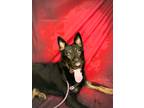 Adopt RAGNAR a German Shepherd Dog / Rottweiler / Mixed dog in Wintersville