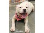 Adopt Wander a American Pit Bull Terrier / Mixed dog in Gautier, MS (41047890)