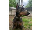 Adopt Maverick a Red/Golden/Orange/Chestnut Doberman Pinscher / Mixed dog in