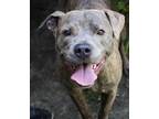 Adopt Bigg Rigg a Brindle American Pit Bull Terrier / Mixed Breed (Medium) /