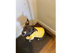 Adopt Suki a Brindle - with White American Pit Bull Terrier / Mixed dog in