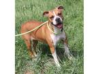 Adopt Sadie a Tan/Yellow/Fawn - with White Boxer / Mixed dog in Marietta