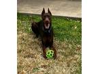 Adopt Slim a Red/Golden/Orange/Chestnut Doberman Pinscher / Mixed dog in Fort