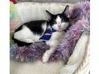 Adopt KAI a Black & White or Tuxedo American Shorthair / Mixed (short coat) cat