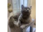Adopt Selina-Fluffy Sweetness a Gray or Blue Nebelung (long coat) cat in