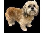 Adopt Georgie Girl a Tan/Yellow/Fawn Lhasa Apso / Mixed dog in Sudbury