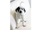 Adopt Looney Tunes Litter - Elmer Fudd a Dalmatian / Cockapoo / Mixed dog in