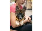 Adopt Sweetart a Tricolor (Tan/Brown & Black & White) German Shepherd Dog /