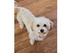 Adopt Harper a White Shih Tzu / Mixed dog in West Richland, WA (41429722)