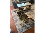 Adopt Simba a Tricolor (Tan/Brown & Black & White) German Shepherd Dog / Husky /