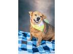 Adopt Bambi a Basenji / Terrier (Unknown Type, Medium) / Mixed dog in Portland