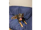 Adopt Iryss a Manchester Terrier / Mixed dog in Augusta, GA (41367206)