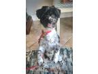 Adopt Mickey a Shih Tzu / Poodle (Miniature) / Mixed dog in Salt Lake City