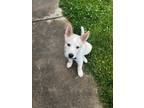 Adopt Terk a German Shepherd Dog / Husky / Mixed dog in Valparaiso