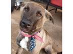 Adopt Monty a Black - with Gray or Silver Belgian Malinois / German Shepherd Dog