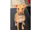Adopt Latte a Tan/Yellow/Fawn Pit Bull Terrier / Mixed dog in Tampa