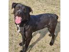 Adopt Maddox a Rottweiler / Labrador Retriever / Mixed dog in Springdale