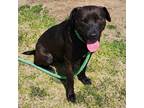 Adopt Beans a Black Labrador Retriever / American Pit Bull Terrier / Mixed dog