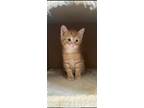 Adopt Kole a Orange or Red Tabby Domestic Shorthair (short coat) cat in