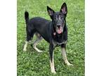 Adopt Roman a German Shepherd Dog / Mixed dog in Warren, MI (41229801)