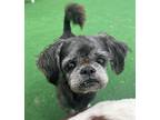 Adopt Crash a Shih Tzu / Mixed dog in Warren, MI (41407932)