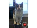 Adopt Phylicia a Domestic Mediumhair / Mixed (medium coat) cat in Sidney