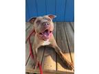Adopt Jasper Yrly 25 a American Pit Bull Terrier / Shar Pei / Mixed dog in