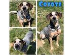 Adopt Coyote a Australian Cattle Dog / Mixed dog in Pierceton, IN (41385250)
