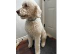 Adopt Lucky a White Goldendoodle / Mixed dog in Idaho Falls, ID (40920603)