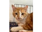 Adopt Cheezy the Fluff a Maine Coon / Mixed (long coat) cat in New Braunfels