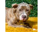 Adopt Rilee a American Pit Bull Terrier / Mixed dog in Hardeeville