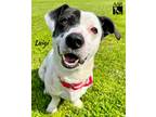 Adopt Luigi a Jack Russell Terrier / Basset Hound / Mixed dog in Magnolia