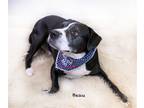 Adopt Beau a American Staffordshire Terrier / Pit Bull Terrier / Mixed dog in