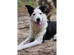 Adopt Bandit a White - with Black Border Collie / Mixed dog in Sarasota