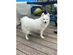 Adopt Cotton a White American Eskimo Dog / Mixed dog in Libertyville