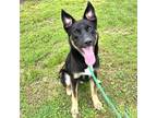 Adopt Torpedo a German Shepherd Dog / Mixed dog in Springdale, AR (41418272)