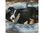 Adopt Stan a Black - with White Mixed Breed (Medium) dog in Colorado Springs
