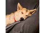 Adopt Sleepy a Husky / Mixed dog in Bloomfield, CT (41275337)