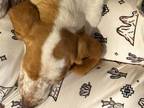 Adopt Lafayette a Basset Hound / Mixed dog in Salt Lake City, UT (41313798)