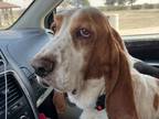 Adopt Duke a Basset Hound / Mixed dog in Salt Lake City, UT (41341863)