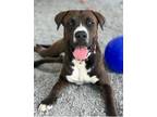 Adopt Tanner a Brown/Chocolate - with White Boxer / Labrador Retriever / Mixed