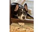 Adopt Hank a Siberian Husky / Dalmatian dog in Pleasant Hill, CA (41236386)