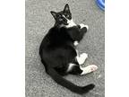 Adopt Sammy Davis a Black & White or Tuxedo American Shorthair (short coat) cat