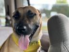 Adopt Miss. Zuma a Brown/Chocolate German Shepherd Dog / Black Mouth Cur dog in