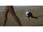 Adopt Henry a Gray, Blue or Silver Tabby Domestic Shorthair / Mixed (short coat)