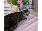 Adopt Sweet Pea a Brown Tabby Domestic Shorthair / Mixed cat in Anoka