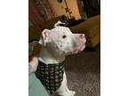 Adopt Piglet (deaf) a American Pit Bull Terrier / Mixed dog in Marion