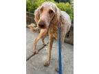 Adopt Door Dash Dillon mini Goldendoodle a Tan/Yellow/Fawn Poodle (Miniature) /